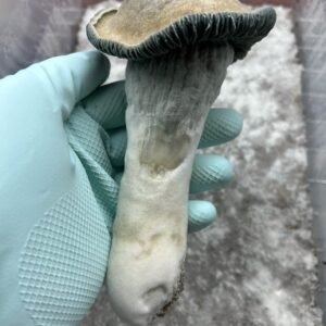 Close-up of mature Penis Envy Mushroom showing thick ,stout stem and small , dark caps