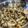 Cluster of matured golden teacher mushrooms with large , golden bronze caps and slender curved stems