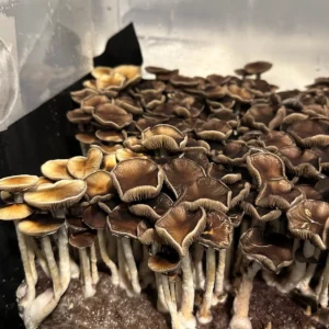 Cluster of mammoth mushrooms with large golden-brown caps and thick , white stems