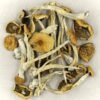 Cluster of matured mazatapec mushroom with with caramel-colored , bell-shaped caps and robust elongated stems