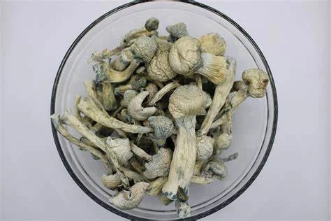 OIP premium albino aromatic albino treasure coast mushroom