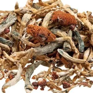 Close-upof dried magic mushroom showing characteristics of blue bruising from psilocybin