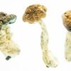 close-up of psilicybe cubensis of Texas Envy Penis showing their large , caramel-colored caps and characteristic white , fibrous stems