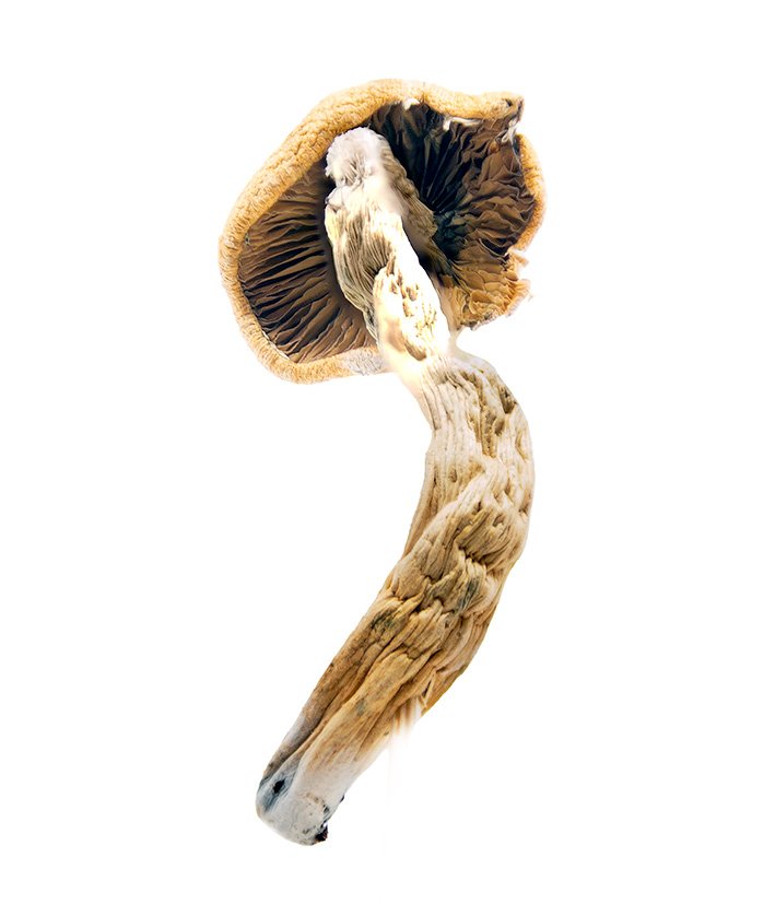 Thai-Koh-Samui-magic-mushrooms-online-Canada-psilocybin-3-Amigos-health Super thai mushrooms fruiting from a colonized substrate , demonstrating their robust growth patter