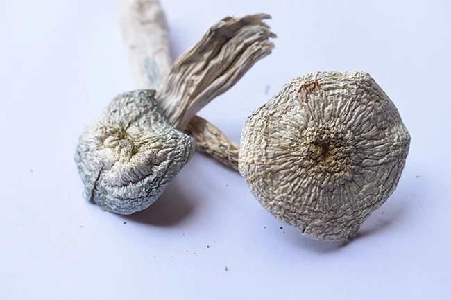 albino-a-mushrooms-1 A+ magic mushrooms- premium psilocybin products displayed elegantly