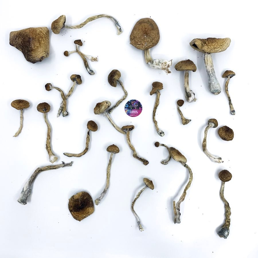 amazonians-magic-mushroom-6mushrooms Shop Amazonian magic mushroom