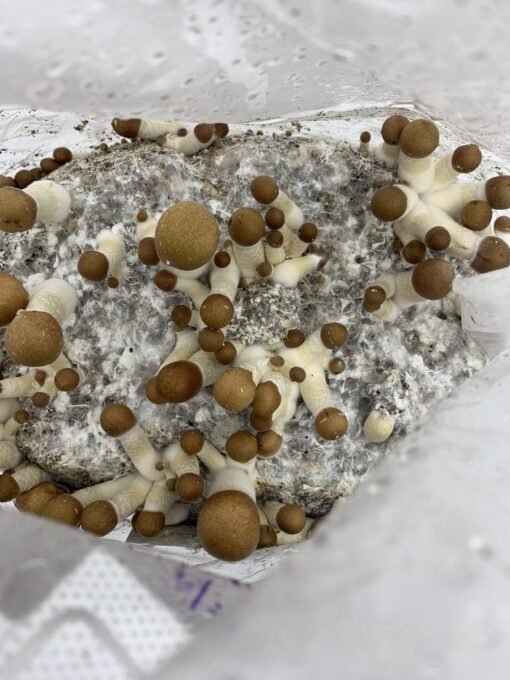 grow-kits-510x680 Grow kit for your home growm mushroom
