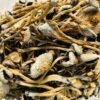 Cluster of golden-cap lizard king mushroom with thick stem