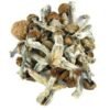 close-up of psilocybe cubensis trinity mushroom showing their large , caramel-colored caps and characteristics white, fibrous, stems