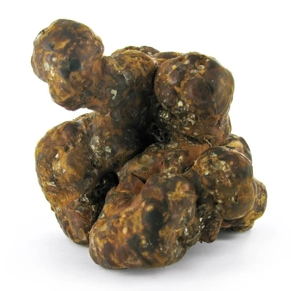 magic-truffels-utopia Buy Magic Truffles Utopia Online – Potent Psilocybin Experience