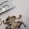 Dried Cambodian magic mushroom , showing their golden-brown cap and slender stems