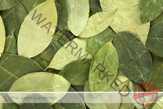 coca leaves for sale​